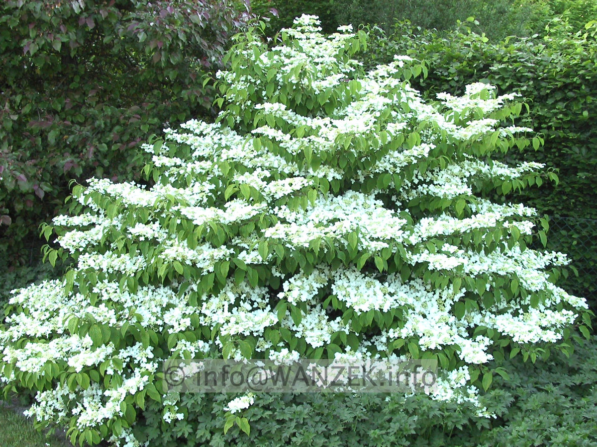 Viburnum plicatum Mariesii 02.JPG